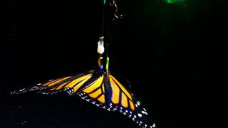 Ein Monarchfalter orientiert sich im Flugsimulator an einem Lichtpunkt. Zeitgleich zeichnen Mikroelektroden seine Hirnaktivität auf. (Bild: Jerome Beetz / Universität Würzburg)