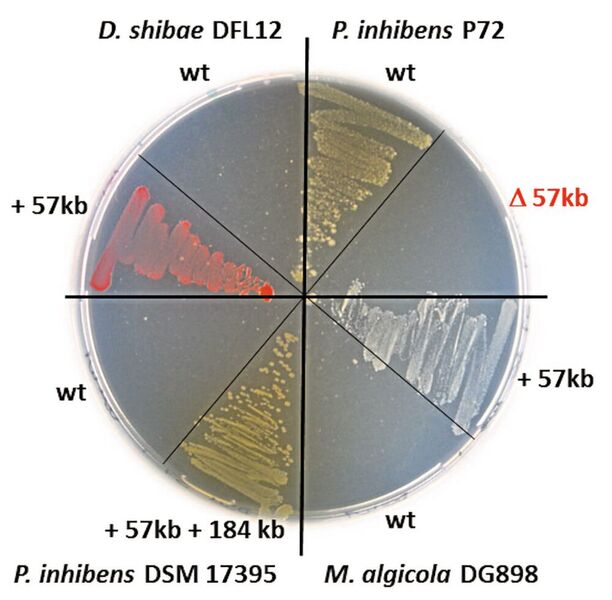 Petrischale mit Bakterien aus der Roseobacter-Gruppe. Das Wachstum auf dem Antibiotikum Chloramphenicol wird durch das natürliche 57 kb RepC_soli Plasmid pP72_e ermöglicht, welches zwischen den Bakterien über die Artgrenze hinweg ausgetauscht wurde. (Bild: DSMZ)
