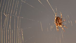 Bild 1: Hier der natürliche Produzent des proteinbasierten Werkstoffs Spinnenseide. Die Proteine werden inzwischen effizient und in ausreichender Menge in Bakterien produziert. (Bild: Universität  Bayreuth)