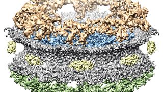 Aus der Vogelperspektive: Der Kernporenkomplex besteht aus mehreren übereinandergestapelten Ringen: dem Zytoplasmatischen Ring (gold), dem Speichenring im Innern der Pore (blau) und dem Nukleoplasmatischen Ring (grün). Die Kernpore ist von der Kernhülle umgeben (grau). (Bild: UZH)