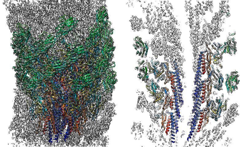 Three dimensional density map and atomic model of the native supercoiled flagellar hook revealed by cryoEM image analysis. Left: side view; right: a central section. (University of Osaka)