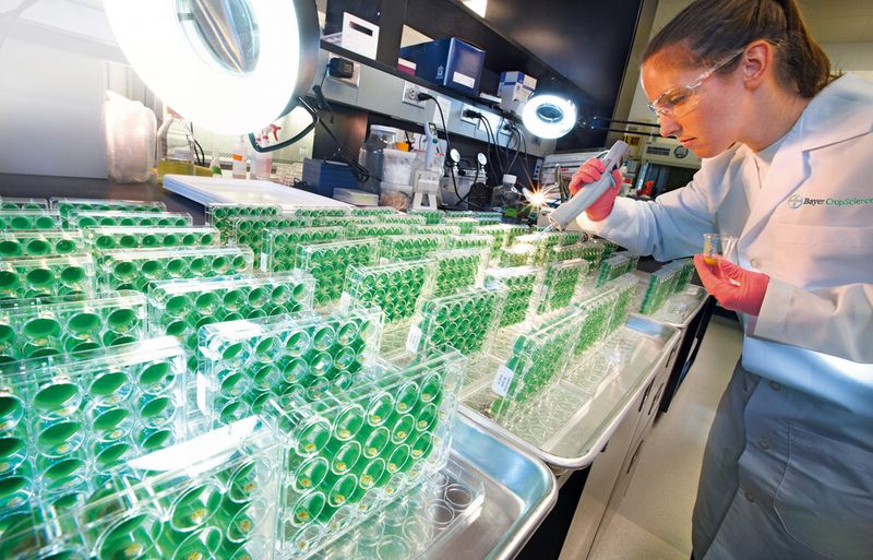 Pflanzen der Zukunft: Im Labor bereitet eine Mitarbeiterin von Bayer CropScience Versuche mit Pflanzen vor. Nutzpflanzen werden mit wichtigen neuen Eigenschaften wie Herbizidtoleranz oder Resistenz gegen Insekten ausgestattet. (Bild: Bayer CropScience)