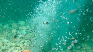 Forschende aus Kiel und Warnemünde untersuchen Methangasquelle in der nördlichen Nordsee. Aufnahme aus dem ROV PHOCA des GEOMAR. (Ausschnitt) (ROV PHOCA Team / GEOMAR Kiel)