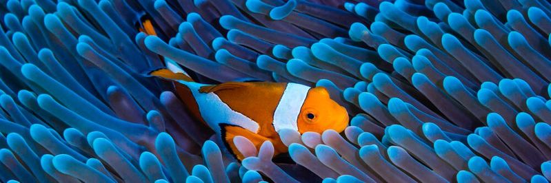 Der Grundgedanke eines Ökosystems – die Symbiose – ist auch auf entsprechende Geschäftsnetzwerke übertragbar.(Bild:  gemeinfrei / Pexels)