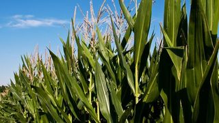 Pflanzenforscher können jetzt mit Hilfe von Spezialkameras die inneren Werte von Weinreben, Mais und Co. aus dem Flugzeug analysieren. (Marianne J._pixelio.de)