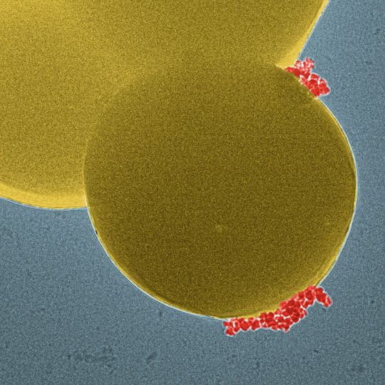 Die Magnet-Nanopartikel (rot) binden spezifisch an die rund 1 µm großen Bakterien (gelb) (Elektronenmikroskopie digital koloriert).(Bild:  Empa)