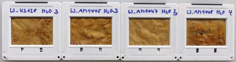 Abb. 4: Beschichtetes Papier (vier  unterschiedliche Schichten appliziert) nach vier Wochen – die drei linken Proben haben sich kaum verändert, bei der Probe ganz rechts sind bereits erste Abbauschäden zu sehen.  (Bild: © Fraunhofer ISC)