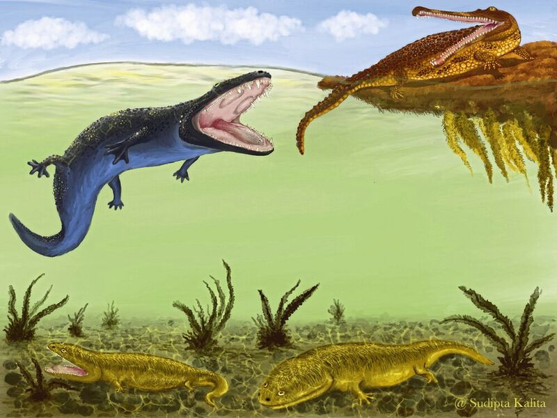 Metoposaurus (olivgrün, unten) führte eine bodenbewohnende Lebensweise, - wahrscheinlich um der Konkurrenz durch die größeren Cyclotosaurus (blau) und Phytosaurier Parasuchus (ockerbraun) zu entgehen.