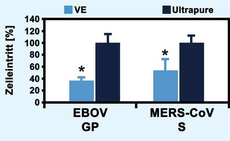 Abb.4: Der Reinheitsgrad des verwendeten Wassers beeinflusst die Qualität der Virus-Pseudotypen: VSV-Pseudotypen mit EBOV GP oder MERS-CoV S Hüllproteinen wurden unter Verwendung von Puffern und Lösungen auf Basis von VE-Wasser (VE) oder arium pro VF Reinstwasser (Ultrapure) hergestellt und zur Beimpfung von Vero E6 Zellen benutzt. Die Effizienz des Zelleintritts der Virus-Pseudotypen wurde durch Quantifizierung der viral kodierten Luziferase ermittelt und die daraus resultierenden Daten normalisiert. Zudem wurde die statistische Signifikanz der Daten mittels t-Test bestätigt (*: p < 0,05). (Sartorius AG)