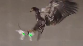 Im Flug erwischt: Die niederländische Polizei testet derzeit, ob sich Greifvögel wie Adler oder Falken auch zum gezielten Abfangen von Flugdrohnen eignen. (Bild: Politie Nederland / YouTube)