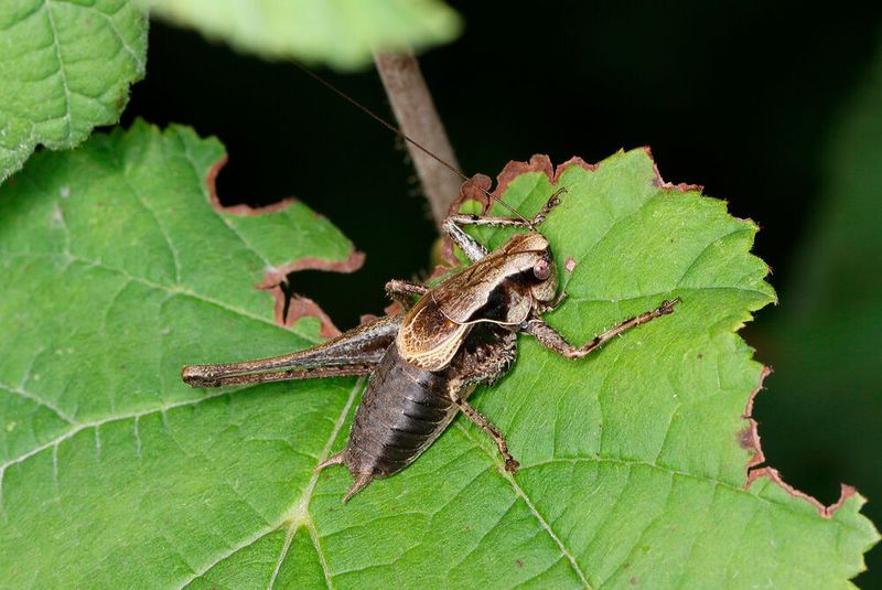 The dark bush-cricket Pholidoptera griseoaptera is one of the many declining insect species in Central Europe. (Source: Beat Wermelinger)