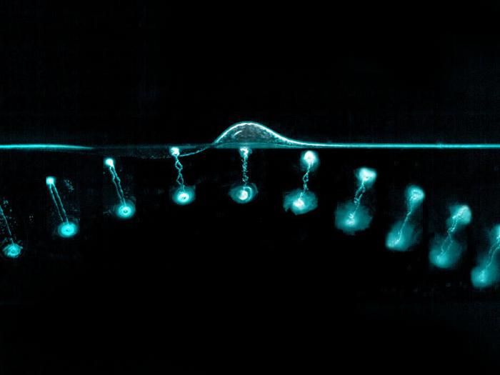 Wie springen Wasserringe? Forscher der New York University und NYU Shanghai haben eine faszinierende Eigenschaft von Wirbelringen entdeckt. Diese ringförmigen Strukturen, ähnlich den Luft- und Rauchkreisen, spielen eine wichtige Rolle beim Antrieb und der Fortbewegung von Lebewesen wie Quallen.  Die Studie ergab, dass Wirbelringe unterschiedlich reagieren, je nachdem, wie sie auf die Wasseroberfläche treffen. Bewegt sich ein Ring seitlich und nach oben durchs Wasser, wird er an der Oberfläche reflektiert und behält seine Form nahezu unverändert bei, ähnlich wie ein Tennisball von einer Wand abprallt. Trifft der Ring jedoch steil nach oben auf, bricht er auseinander. Diese Erkenntnisse helfen dabei, die Funktion von Wirbelringen bei Unterwasserantrieben und in der Fortbewegung von Meereslebewesen besser zu verstehen.  In den Experimenten beobachteten die Forscher vier mögliche Ergebnisse: Der Ring löst sich auf, prallt zurück, zerbricht oder durchdringt die Wasseroberfläche. Die Erkenntnisse erweitern das Verständnis dieser erstaunlichen Strukturen, deren Geheimnisse Wissenschaftler seit dem 19. Jahrhundert zu entschlüsseln versuchen.  Das Bild zeigt einen Wasserwirbelring, der sich in einem Tank bewegt und an der Wasseroberfläche reflektiert wird. Hier gehts zur Originalmeldung Wissenschaftsbild des Tages vom 24.7.2025  (Bild: John Zhuang Su et al., NYU Shanghai)