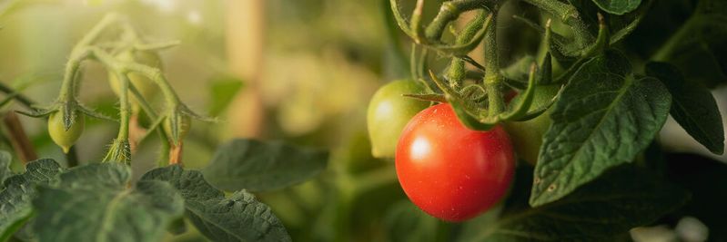 Form, Farbe und Robustheit und vieles mehr von Nutzpflanzen liegt in ihren genen begründet.(Bild:  dikana87 - stock.adobe.com)