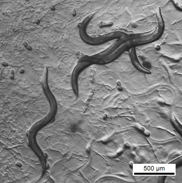 Der nur 1 mm große, durchsichtige Fadenwurm C. elegans zeichnet sich unter anderem durch eine kurze Generationszeit und eine genau festgelegte Zellzahl aus und dient als Modellorganismus vor allem in der Entwicklungsbiologie, Genetik und Neurobiologie. (Bild: Andreas Kern)