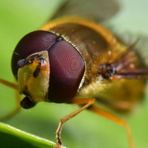 Insects are as important as pollinators, crop pests and disease vectors. Insects are as important as pollinators, crop pests and disease vectors.