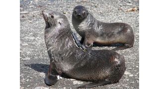 “Biologging” refers to attaching sensors, cameras or other small devices to wild animals to study the environmental conditions the animals encounter.  (Source: © Iwata Takashi (CC BY))