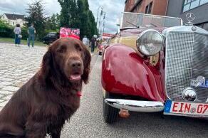 Vier Räder, vier Pfoten: Die PS.Speicher-Rallye begeisterte auch in diesem Jahr wieder Mensch und Tier.(Bild:  PS.Speicher)