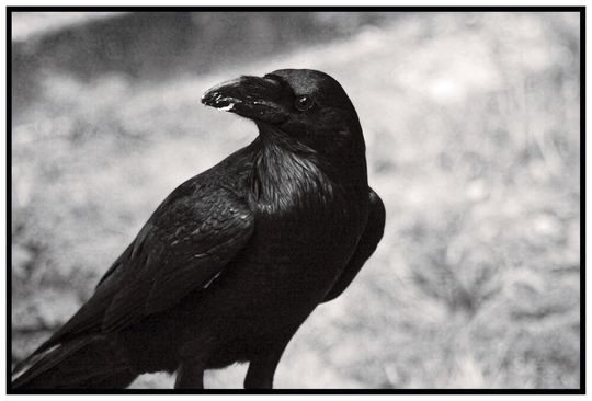 An der Uni Osnabrück und dem Max-Planck-Institut für Ornithologie wurde die Intelligenz von Rabenvögeln untersucht. Sie zeigten kognitive Leistungen wie Menschenaffen. An der Uni Osnabrück und dem Max-Planck-Institut für Ornithologie wurde die Intelligenz von Rabenvögeln untersucht. Sie zeigten kognitive Leistungen wie Menschenaffen.