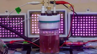 In a world overrun by petroleum-based plastics, scientists are searching for alternatives that are more sustainable, more biodegradable and far less toxic to the environment. Two new studies by biologists at WashU highlight one potential source of game-changing materials: purple bacteria that, with a little encouragement, can act like microscopic factories for bioplastics. (Source: Joe Angeles / WashU)