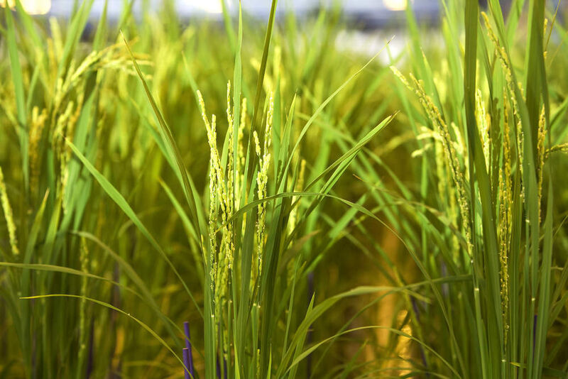 BASF Plant Science konzentriert sich auf Ertragssteigerung und Stresstoleranz bei Nutzpflanzen.  (Bild: BASF)