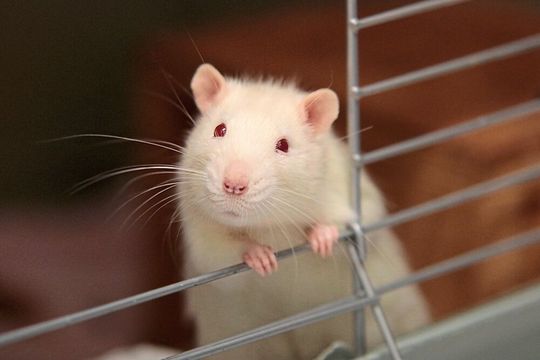 Gute Nachricht für Laborratten: Gezüchtete Organoide aus menschlichen Zellen können Tierversuche ersetzen (Symbolbild). Gute Nachricht für Laborratten: Gezüchtete Organoide aus menschlichen Zellen können Tierversuche ersetzen (Symbolbild).