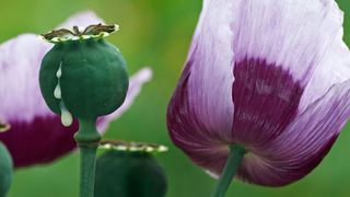 Die Samenkapseln des Schlafmohns enthalten Milchsaft, der als Opiumrohstoff dient. (©Ingo Bartussek - stock.adobe.com)