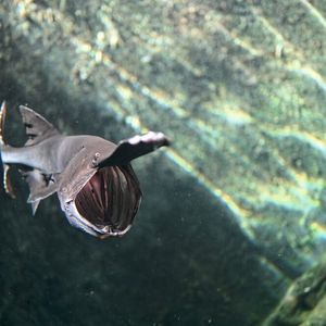 Der Paddelfisch ist ein Suspensionsfresser. Seine besonderen Filterfähigkeiten wollen die IWS-Forscher auf künstlich erzeugte Filtersysteme übertragen.(Bild:  Lukas Hageneder)