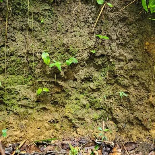 Amazonian dark earth (ADE) soil profile. Note that there is a black and a yellow layer. ADE corresponds only to the black layer. Amazonian dark earth (ADE) soil profile. Note that there is a black and a yellow layer. ADE corresponds only to the black layer.